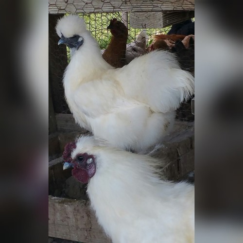 Pure white silkie fertile - pure,