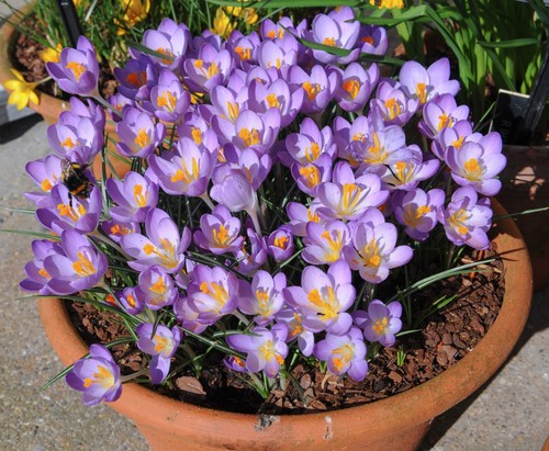 Crocus whitewell purple - crocus,