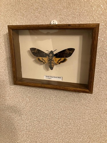 Framed death head hawk - framed,