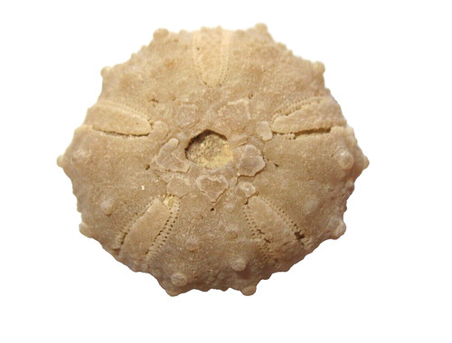 Cretaceous echinoid sea urchin