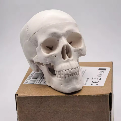 Human skull replica - replica, resin