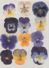 REAL PRESSED FLOWERS 12