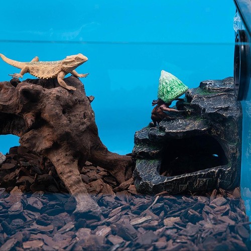 Bearded dragon tank - bearded,