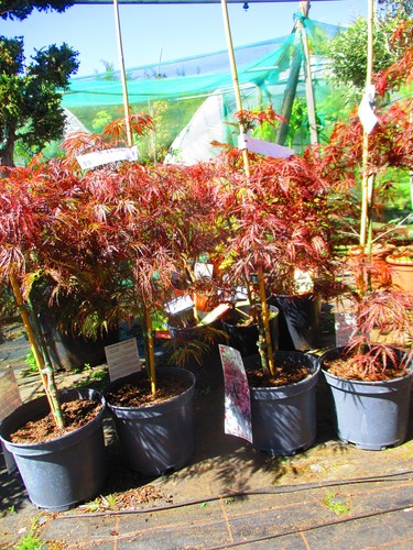 3ft 7litre - 3ft, pot)