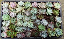 6 Mix Korean Echeveria Hybrids Succulent Collection Size 4 cm Heads 