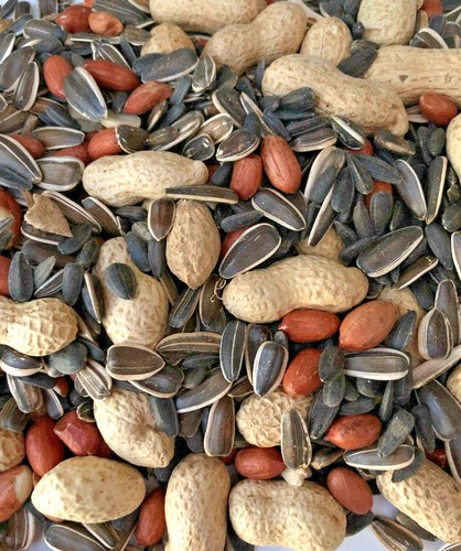 Premium squirrel bird - 1.5, kg
