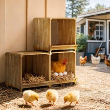 3-Compartment Chicken Nesting