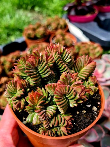 Crassula estagnol the spiral - crassula, |