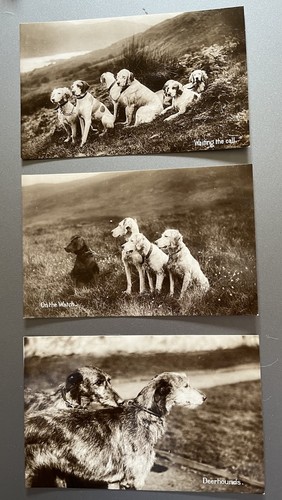 Hunting dogs setters - dogs,