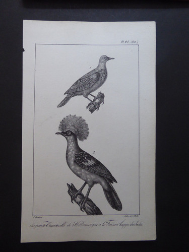 Paul louis oudart - oudart, bird