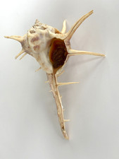 Bolinus cornutus seashell