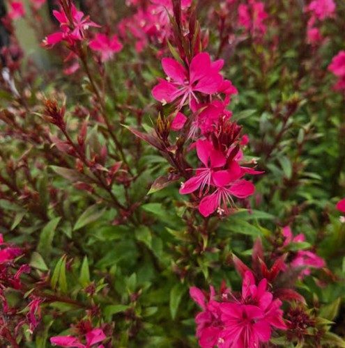 Gaura lindheimeri rwd gaudi