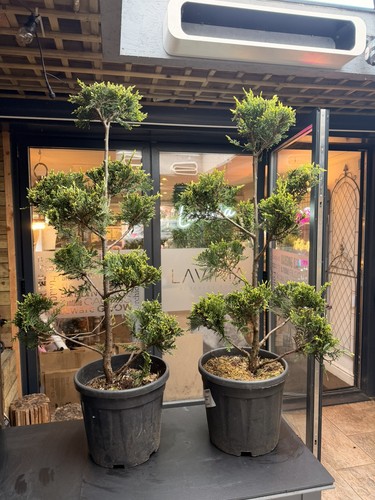 Pom conifer tree - conifer,