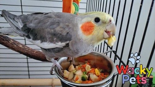 Just parrot bird supplement - just,