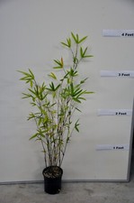 4 Plants - Bambusa Alphonse