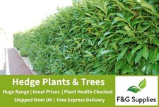 Laurel Evergreen hardy & shade tolerant hedge plants bare root 6 sizes to choose