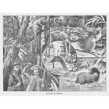 AUSTRALIA Animal Trapping in Victoria - Antique Print 1892