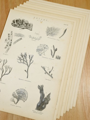 Original antique botanical - original,