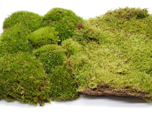 Live cushion moss for - live,