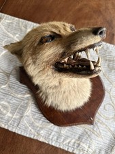 Taxidermy Fox Head