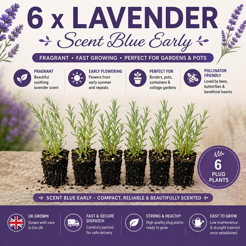 Lavender scent blue early plug - lavender,