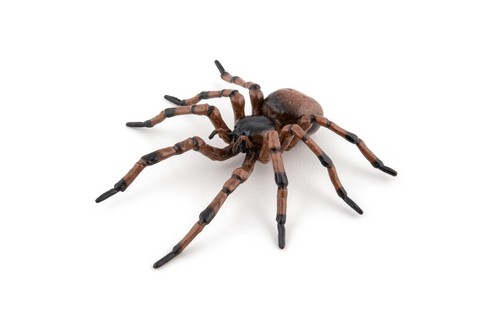 Papo common spider garden - papo,