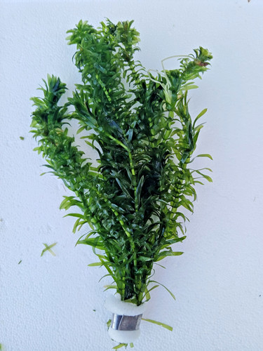 Bunches elodea densa - bunches, of