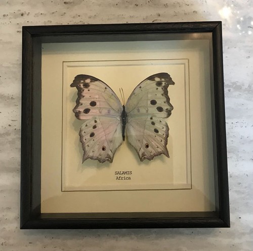 Real salamis butterfly hand - real,