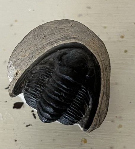 Enrolled trilobite fossil - trilobite,
