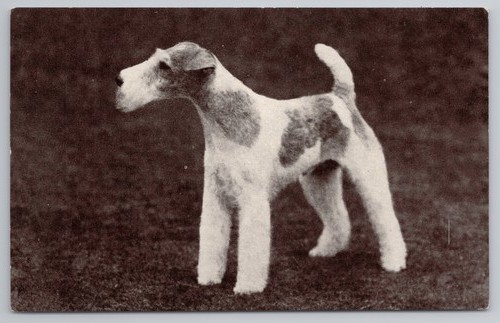Vintage wire fox terrier - fox,