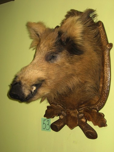 Wild boar head large - head, +