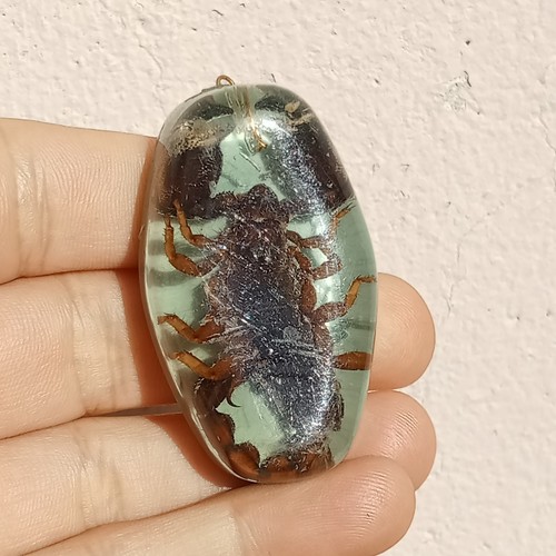 Real scorpion fossil keychain - real,