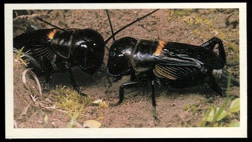 Tobacco card doncella - card,,