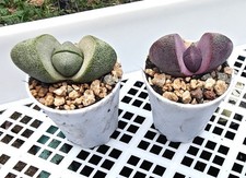 Pleiospilos Nelii Split Rock