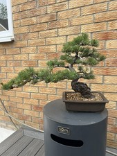 Japanese Outdoor White Pine