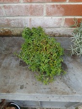 Dianthus Deltoides Albus plant in 13cm pot approx. White Flowering.