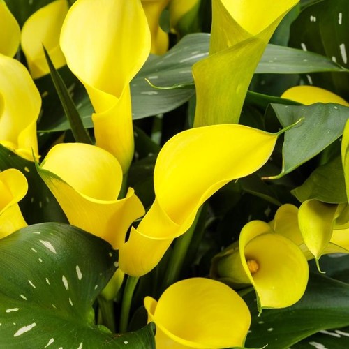 Zantedeschia gold cup calla - zantedeschia,