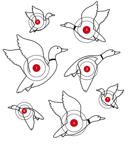 Sighting targets shoot - sighting,