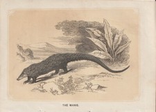 Chinese Pangolins (Manis