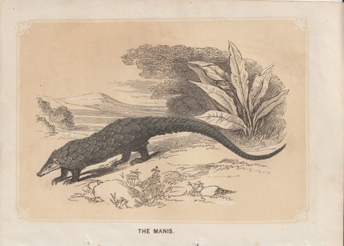 Chinese pangolins manis - chinese,