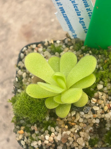 Pinguicula agnata blue leaf - pinguicula,