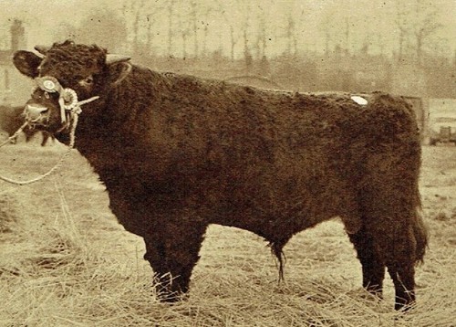 Lincoln red shorthorn - lincoln, society