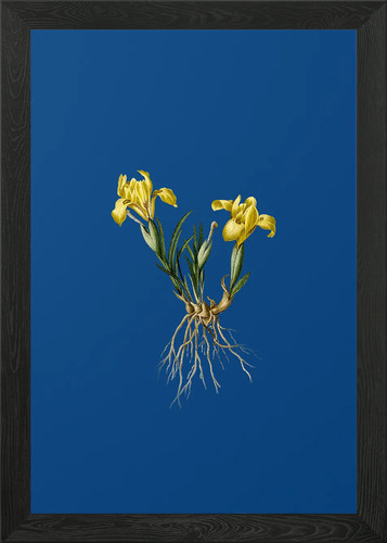 Sand iris blue - sand, on
