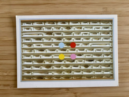 Damien hirst spot - spot, design