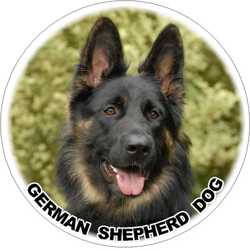 German shepherd dog 2 - 2,