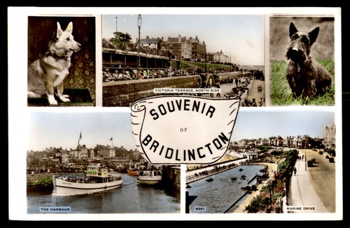 Postcard rppc terrier dogs - postcard,