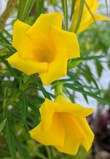 Cascabela Thevetia Peruvian Yellow Oleander Small Live Plant