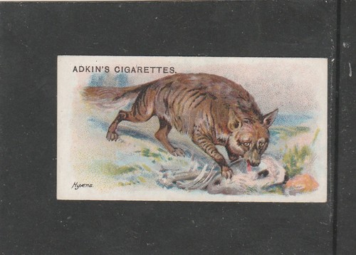 Adkin wild animals - adkin, of