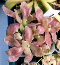 Pinguicula Marciano. Big plants. 