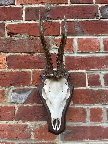 Nice real roe deer buck - roe, deer/buck